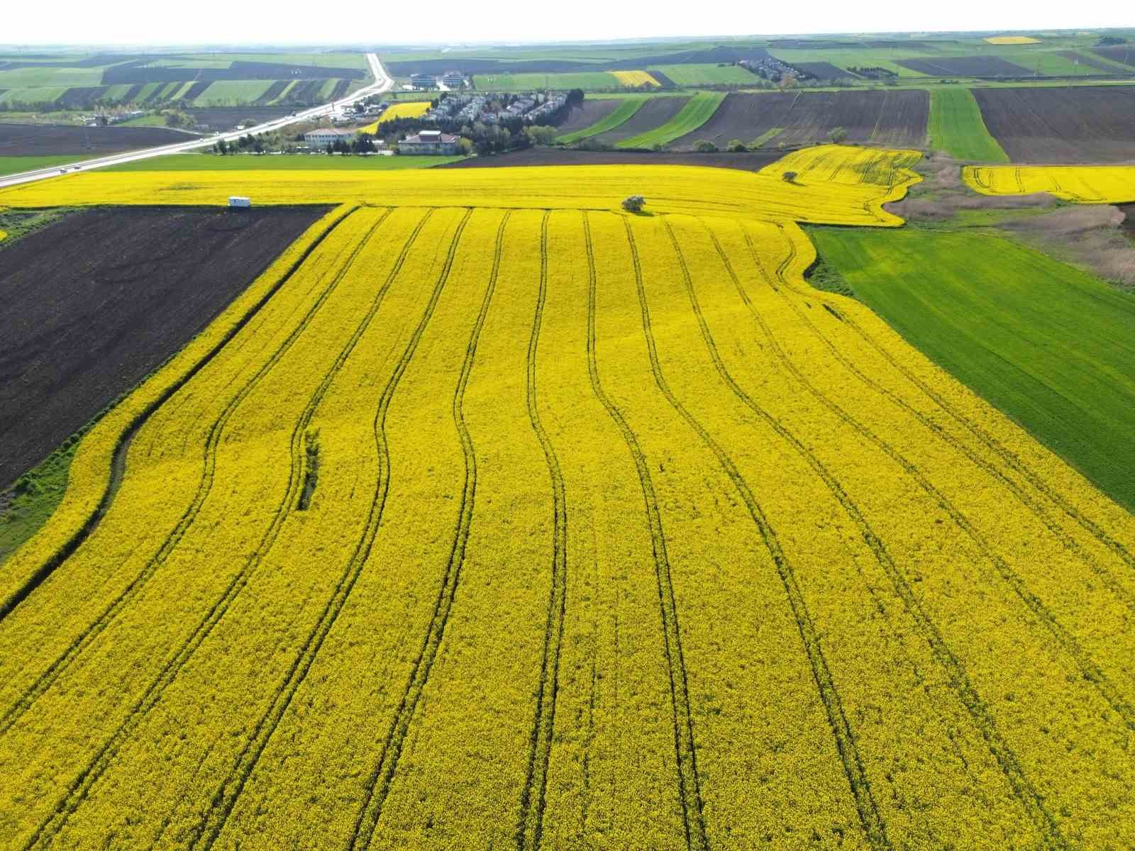 Kırklareli’nde kanola tarlaları sarıya büründü
