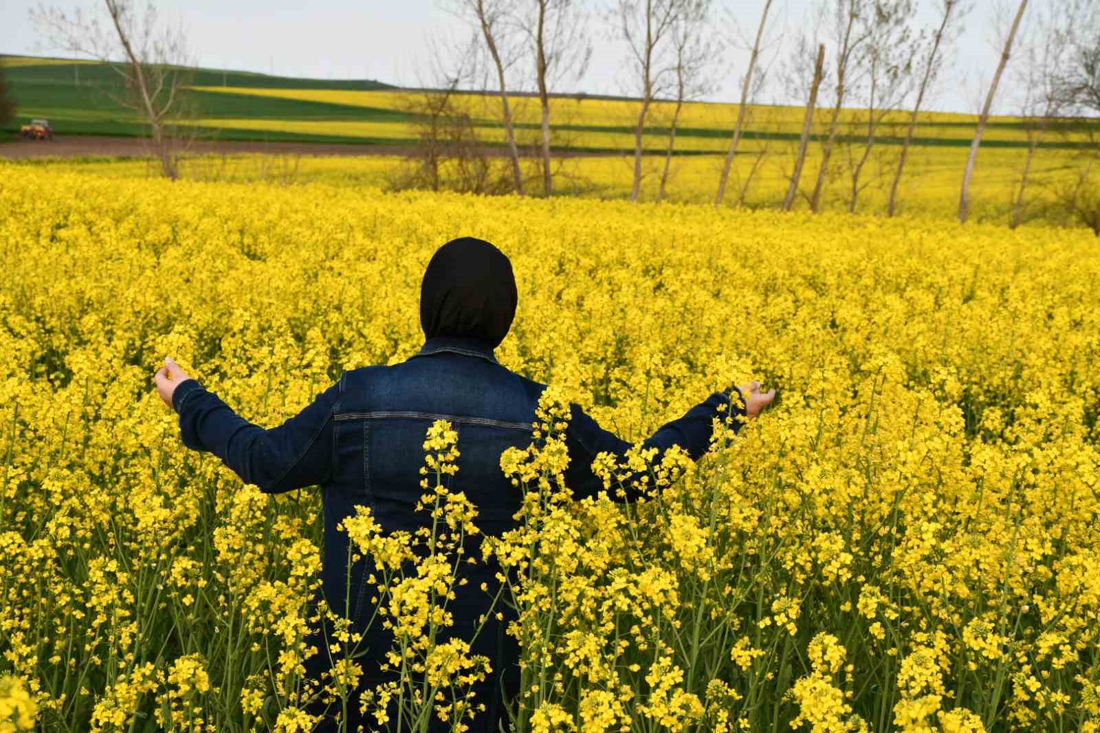 Kırklareli’nde kanola tarlaları sarıya büründü
