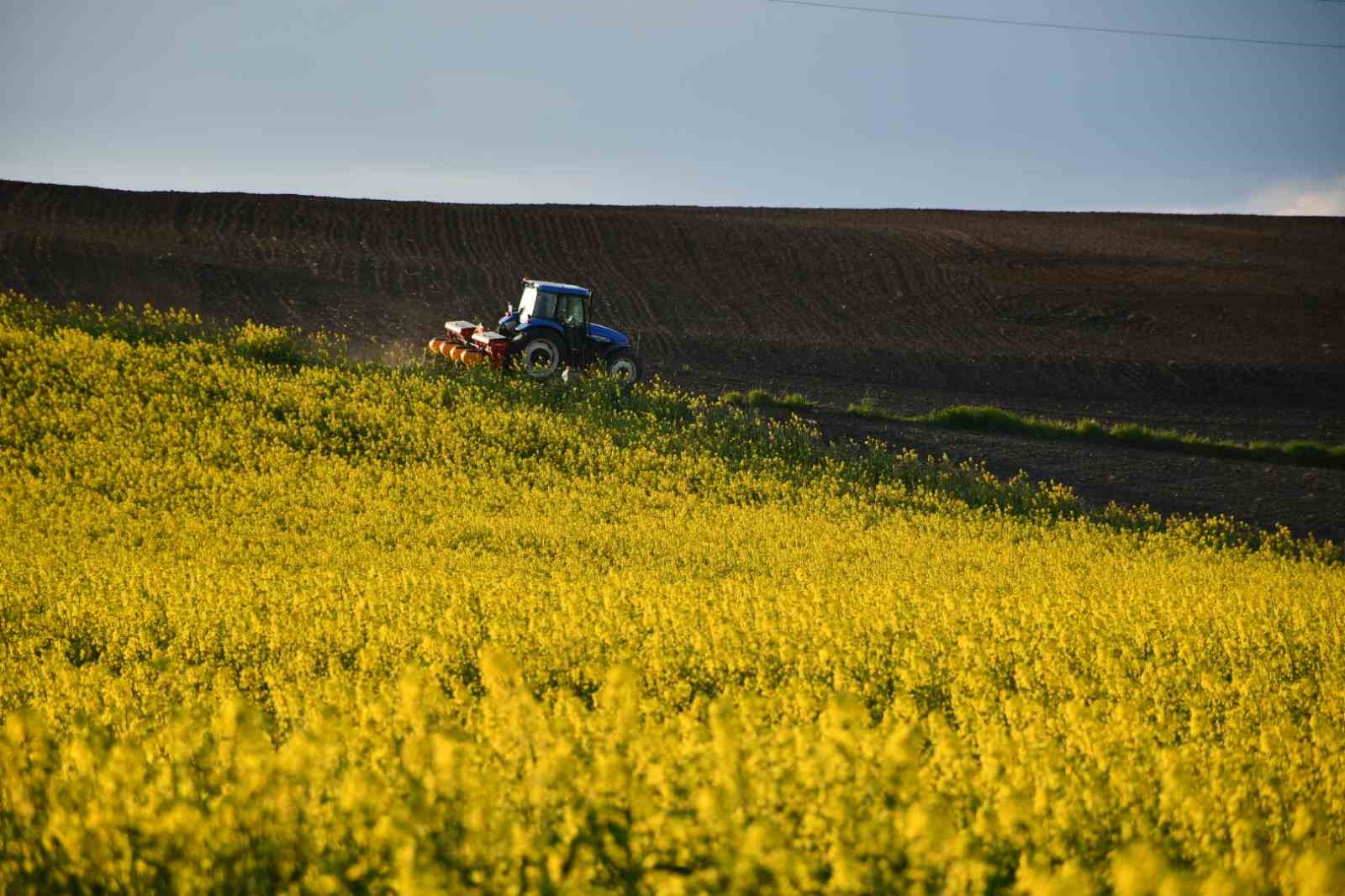 Kırklareli’nde kanola tarlaları sarıya büründü

