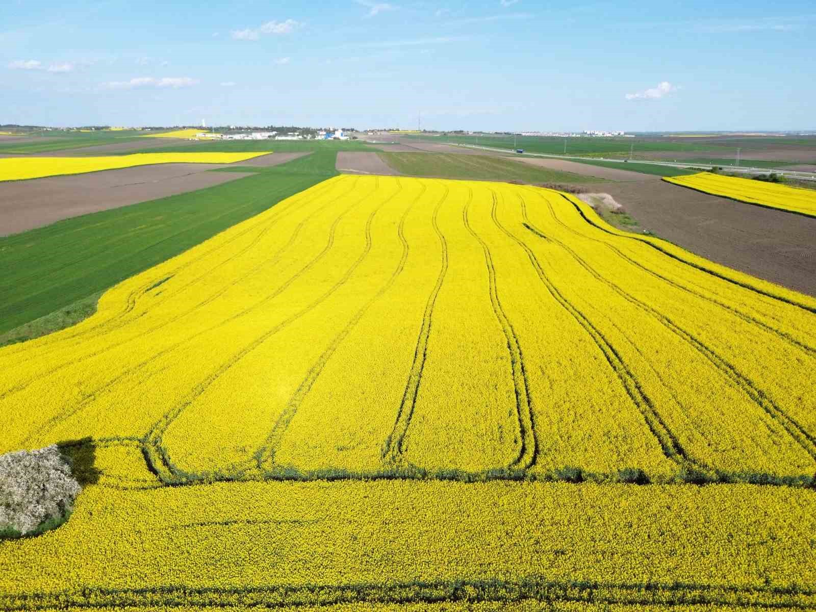 Kırklareli’nde kanola tarlaları sarıya büründü

