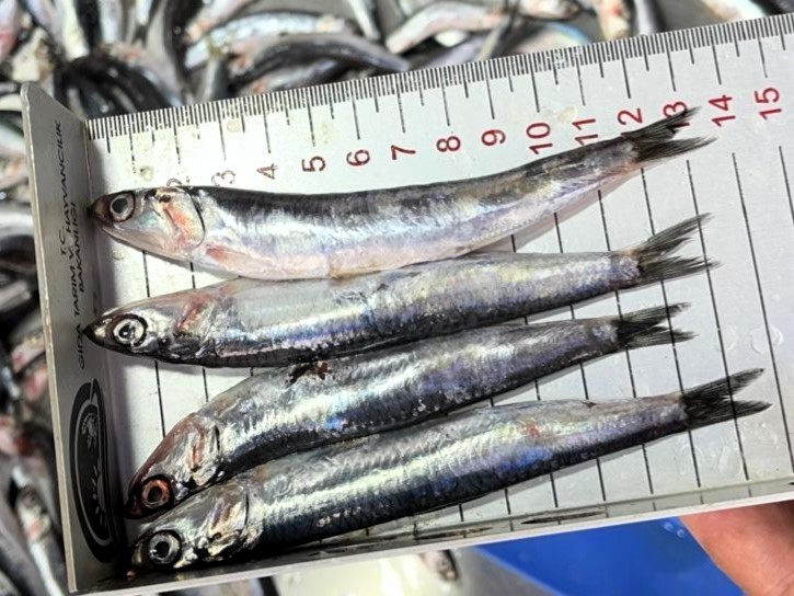 Kırklareli’nde su ürünleri denetimleri
