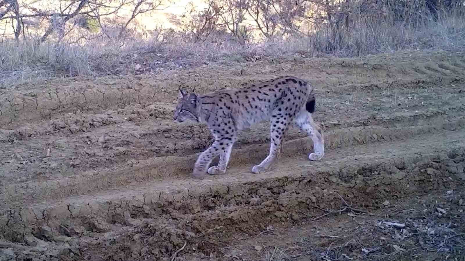 Kırmızı listedeki ormanın hayaleti vaşak fotokapana takıldı
