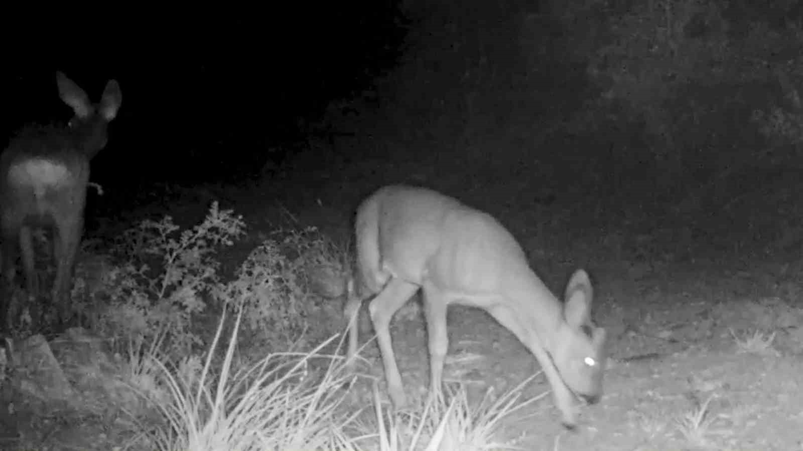 Kırmızı listedeki ormanın hayaleti vaşak fotokapana takıldı
