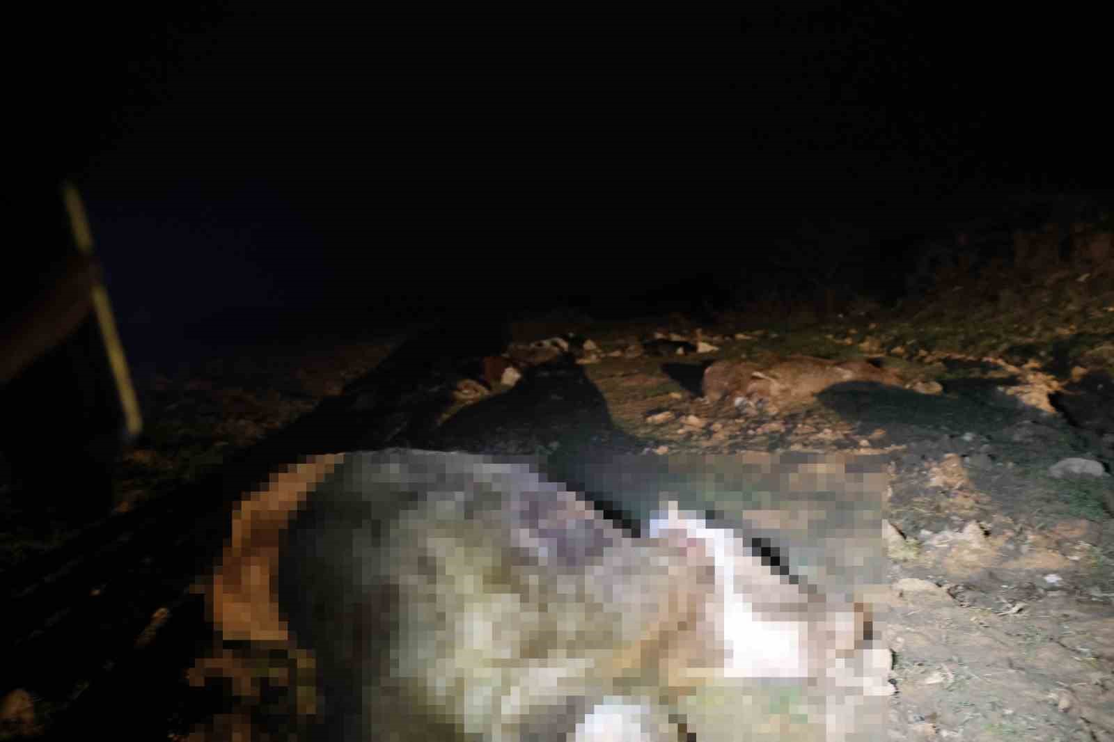 Kırşehir’de bulunan 13 cansız hayvan jandarmayı harekete geçirdi
