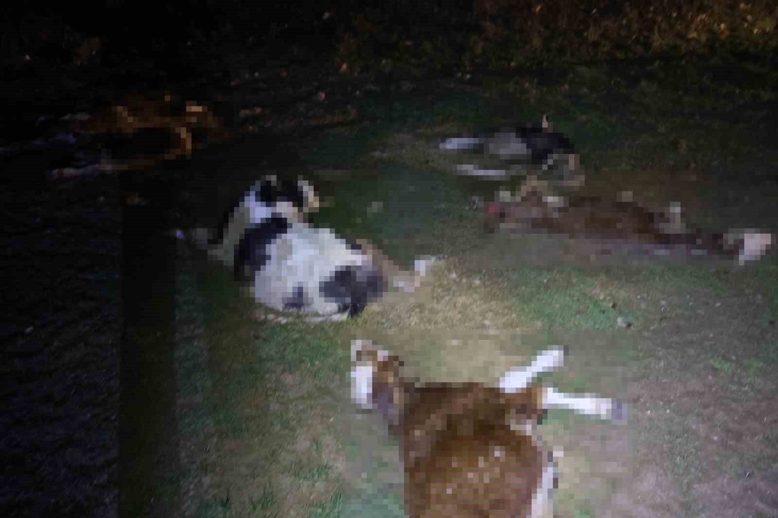 Kırşehir’de bulunan 13 cansız hayvan jandarmayı harekete geçirdi
