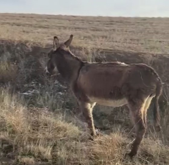 Kırşehirli köylüden vicdanlara dokunan hareket
