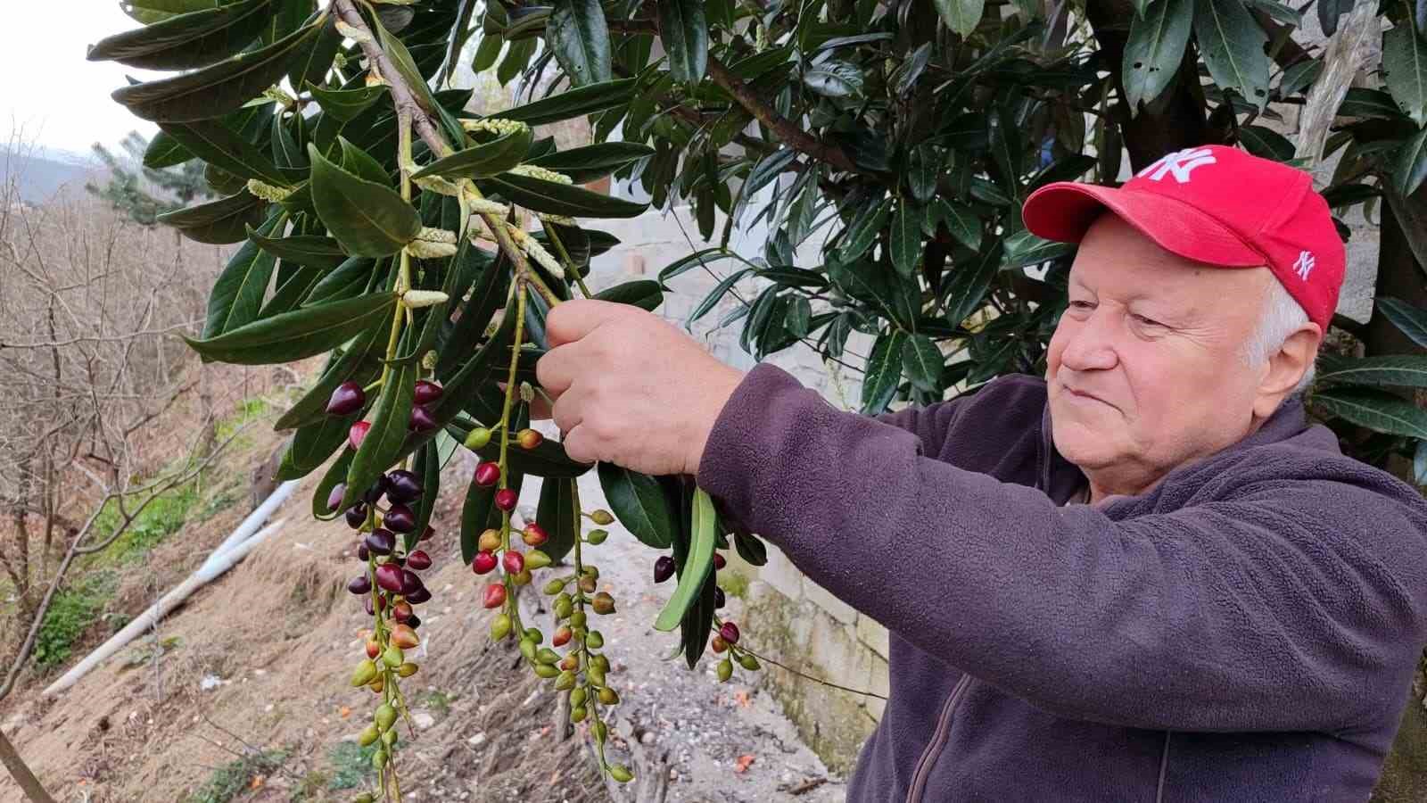 Kış ortasında yalancı bahara aldanan karayemiş ve dut ağaçları çiçek açıp meyve verdi
