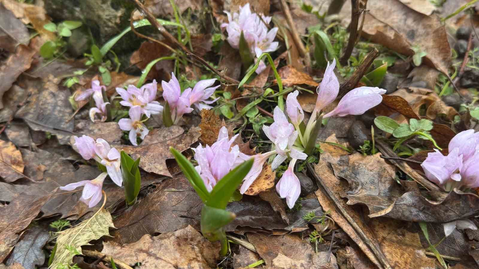 Kış şartlarının devam ettiği Şırnak’ta çiçekler açtı
