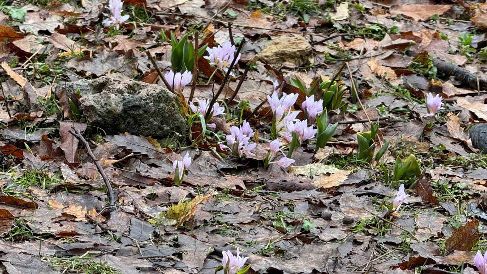 Kış şartlarının devam ettiği Şırnak’ta çiçekler açtı
