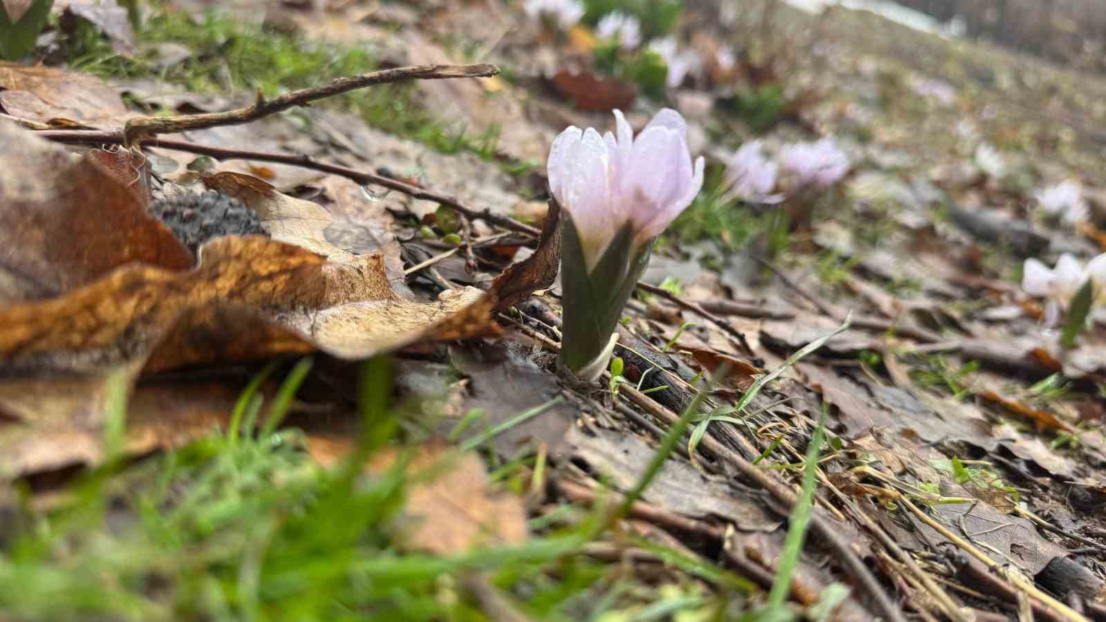 Kış şartlarının devam ettiği Şırnak’ta çiçekler açtı
