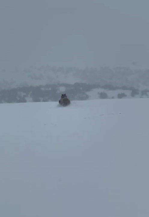 Kış uykusuna yatmayan ayı kaçarken görüntülendi

