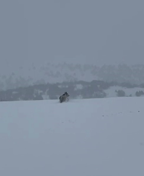 Kış uykusuna yatmayan ayı kaçarken görüntülendi
