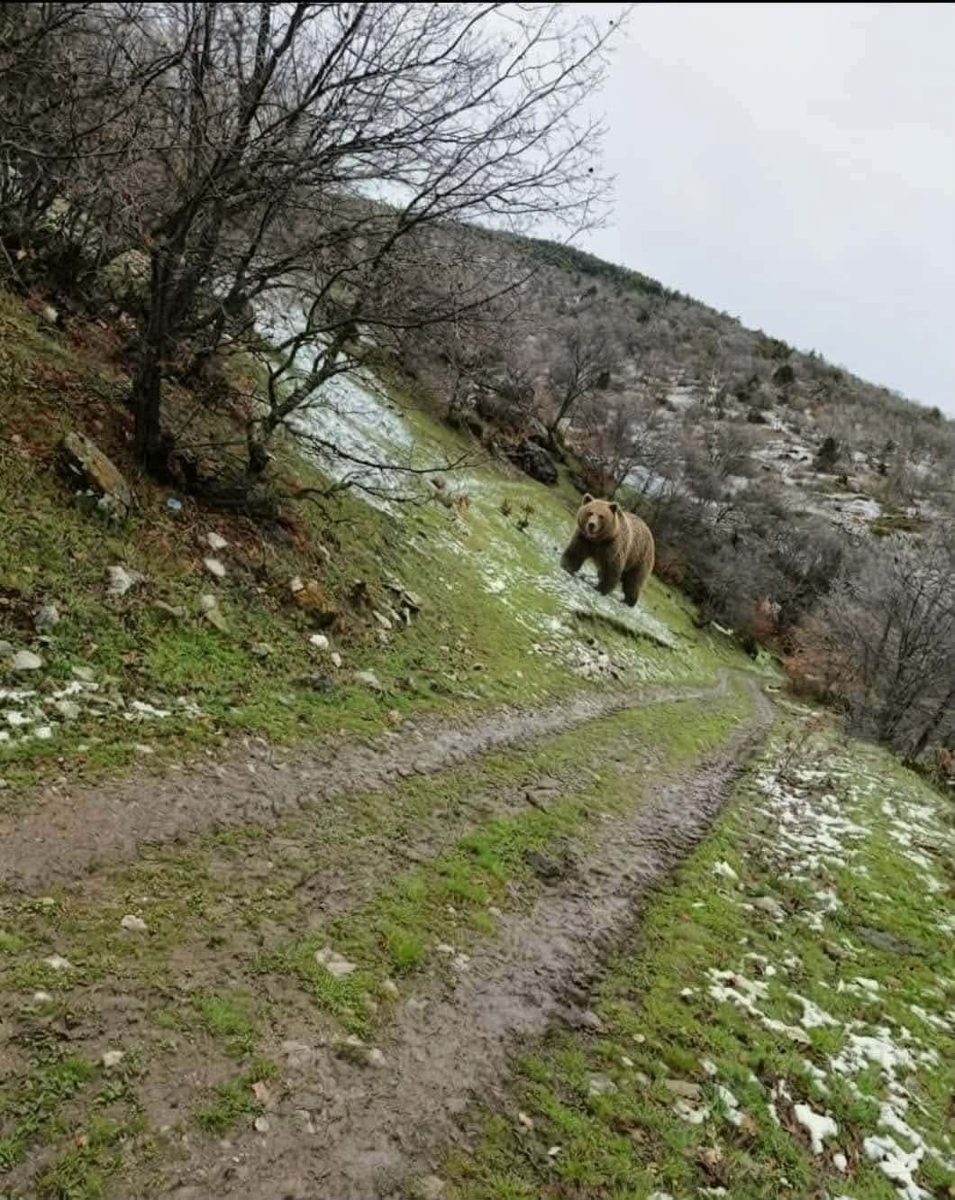 Kış uykusundan uyanan anne ayı yavruları ile yaylaya indi
