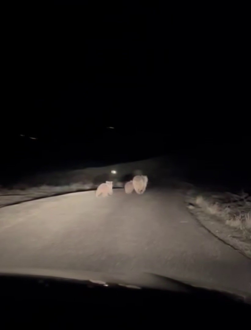 Kış uykusundan uyanan ayı ve yavruları yemek ararken görüntülendi
