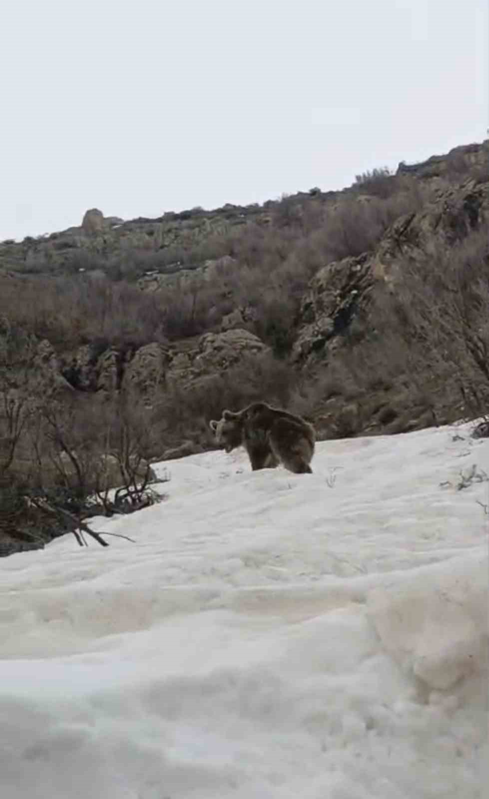 Kış uykusundan uyanan ayı yerleşim yerine indi
