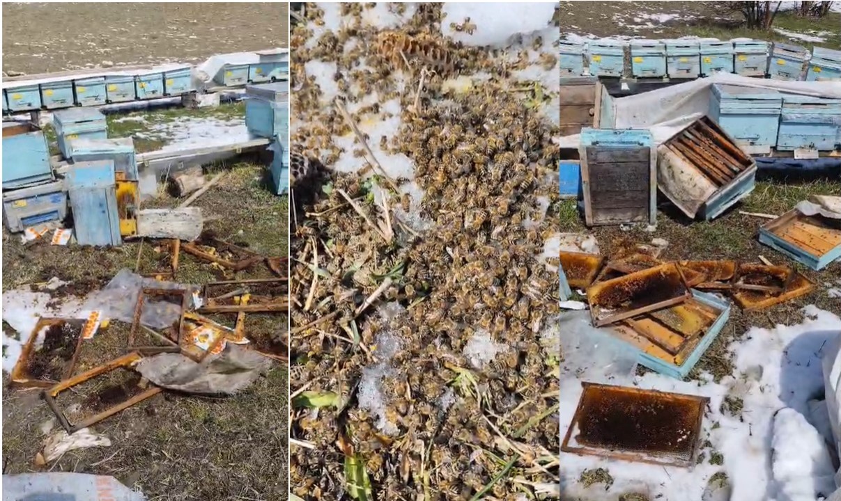 Kış uykusundan uyanan ayılar arılı kovanlara saldırdı
