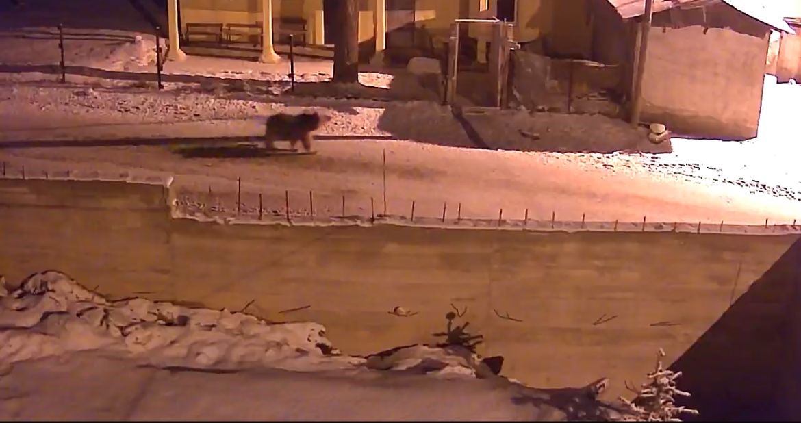 Kış uykusundan uyanan ayılar Bayburt’un köylerinde yiyecek aradı
