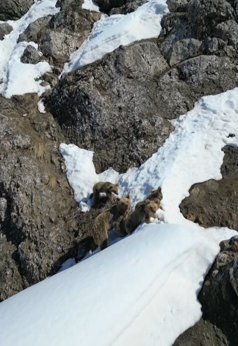 Kış uykusundan uyanan ayılar karla karşılaştı: O anlar dron ile görüntülendi
