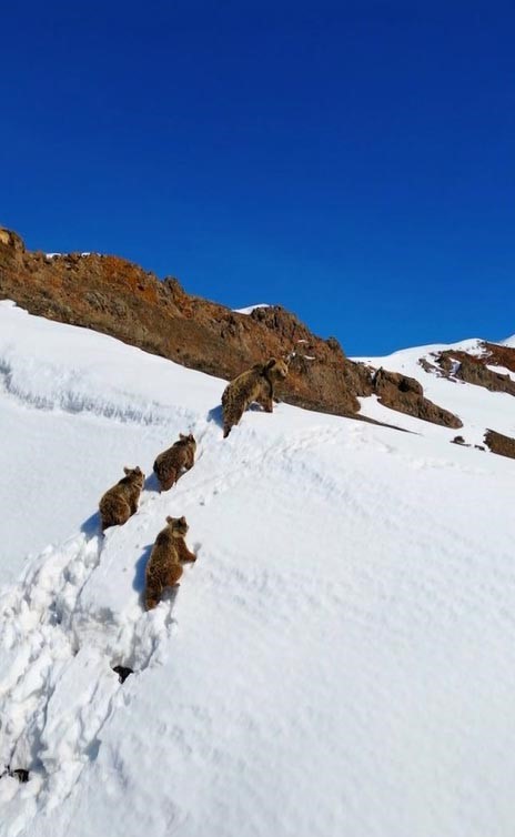 Kış uykusundan uyanan ayılar karla karşılaştı: O anlar dron ile görüntülendi
