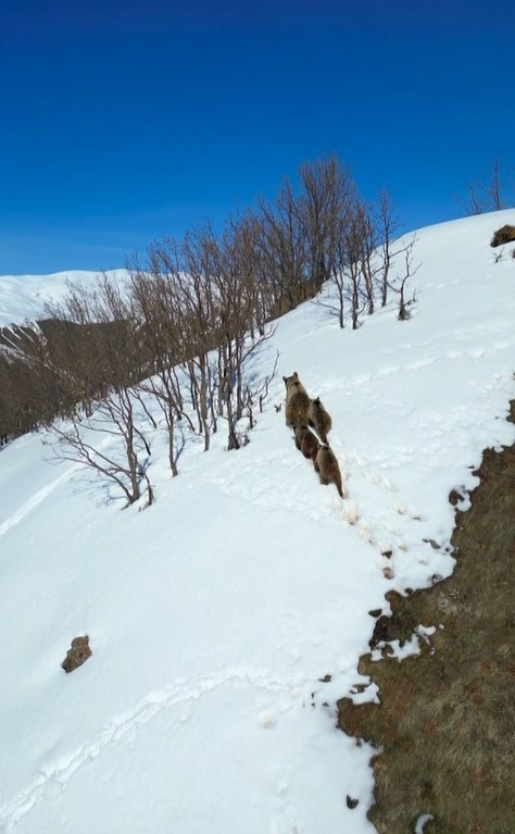 Kış uykusundan uyanan ayılar karla karşılaştı: O anlar dron ile görüntülendi
