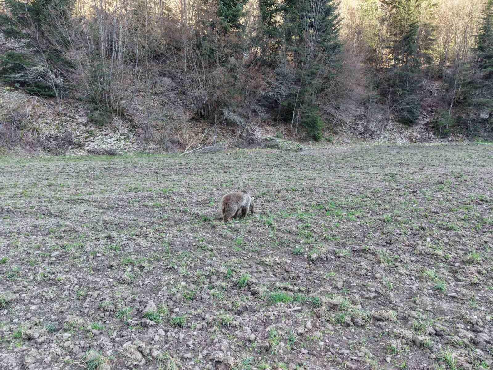 Kış uykusundan uyanan ayılar, ormanlık alanda beslenirken görüntülendi
