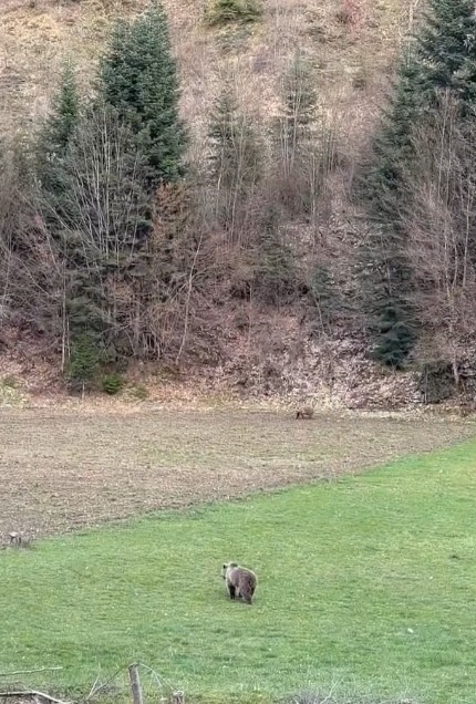 Kış uykusundan uyanan ayılar, ormanlık alanda beslenirken görüntülendi
