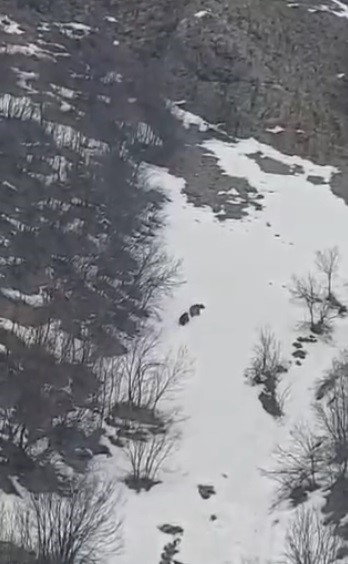 Kış uykusundan uyanan ayıların kar keyfi
