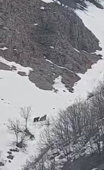 Kış uykusundan uyanan ayıların kar keyfi
