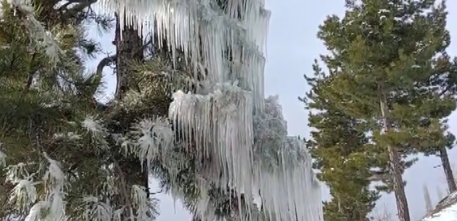Kışın çetin şartları doğada şölen sundu
