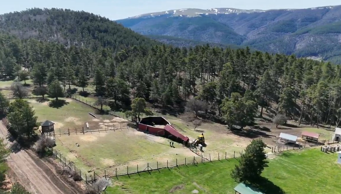 Kızıl geyikler doğayla buluşmaya devam ediyor
