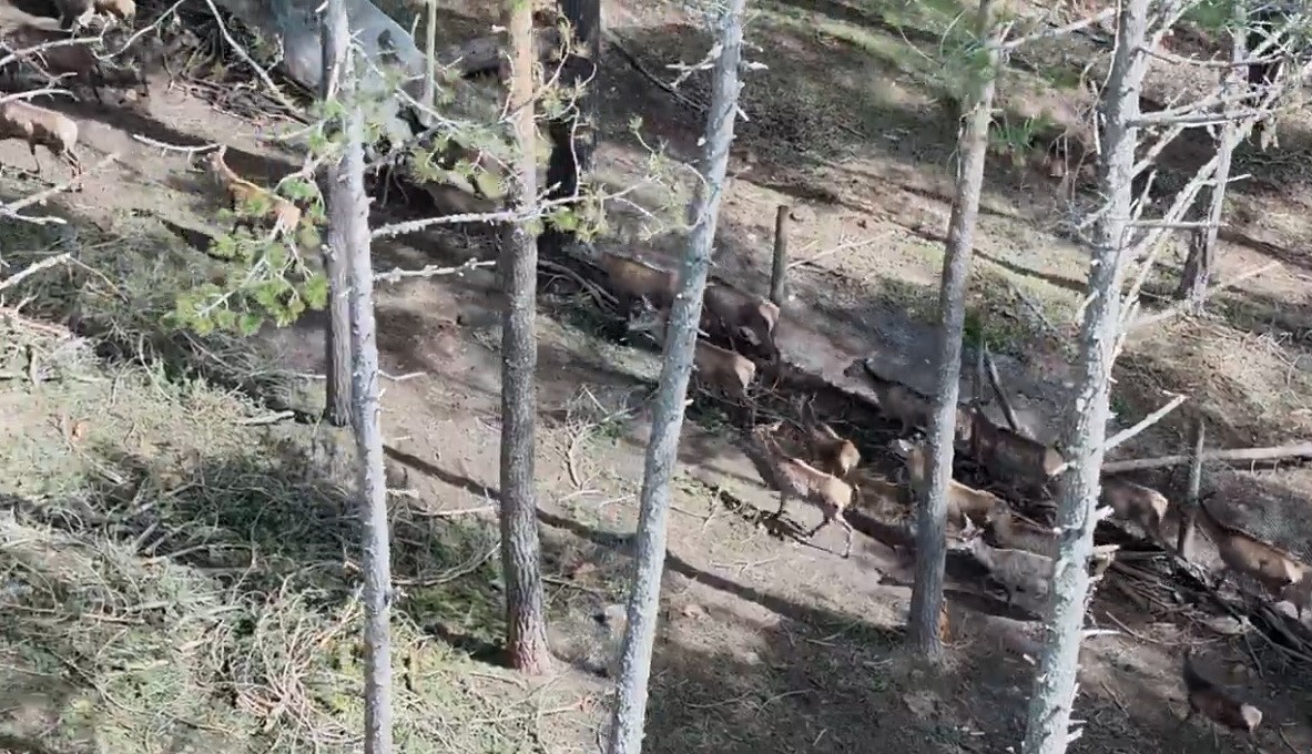 Kızıl geyikler doğayla buluşmaya devam ediyor

