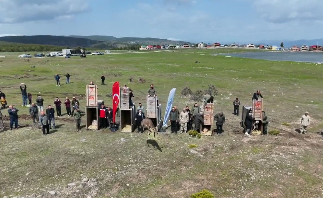 Kızıl geyikler doğayla buluşmaya devam ediyor
