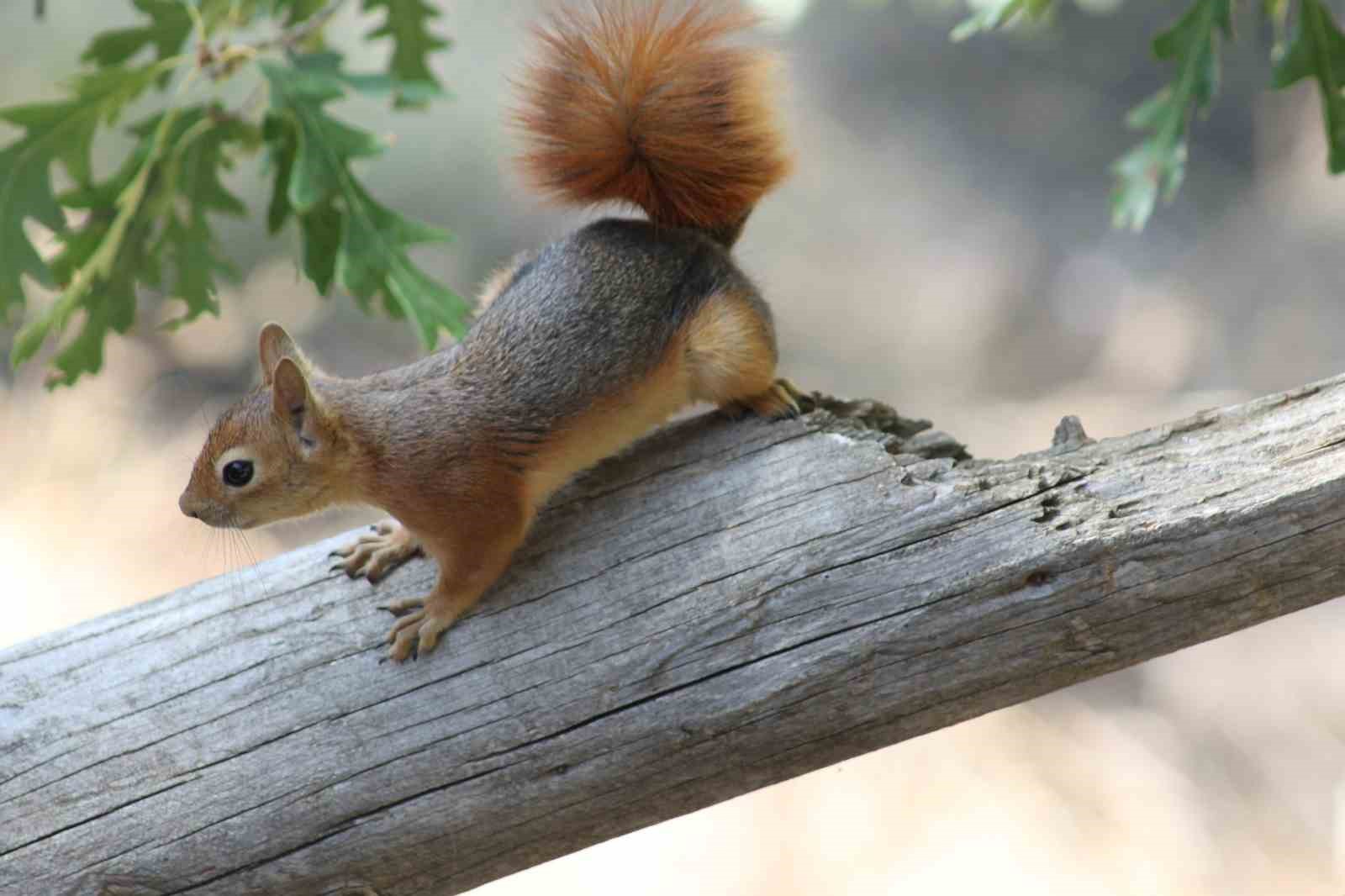 Kızıl sincap piknikçilerin neşesi oldu
