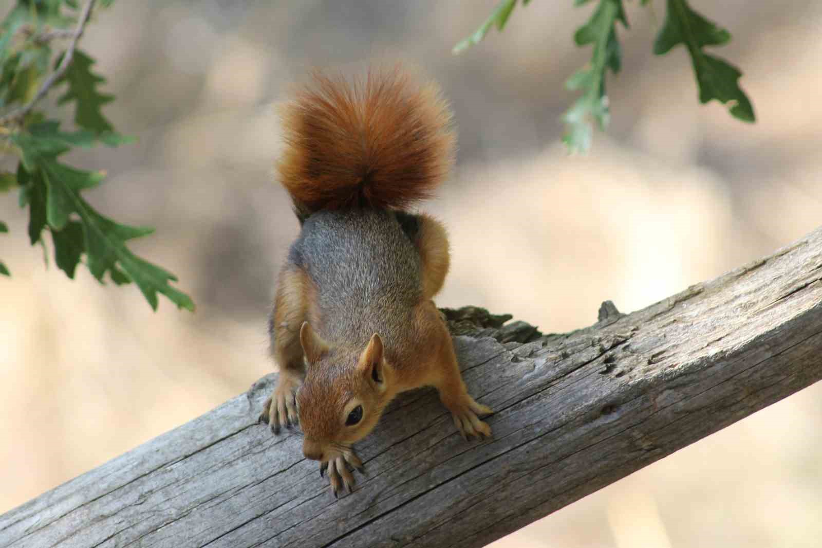 Kızıl sincap piknikçilerin neşesi oldu

