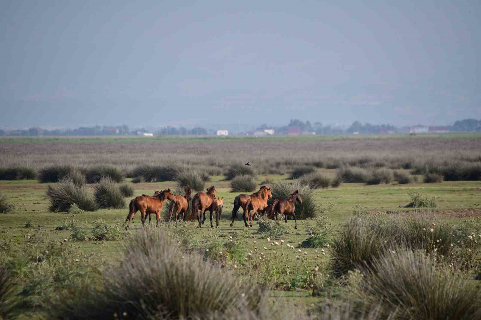 Kızılırmak Deltası Kuş Cenneti’nde bahar coşkusu
