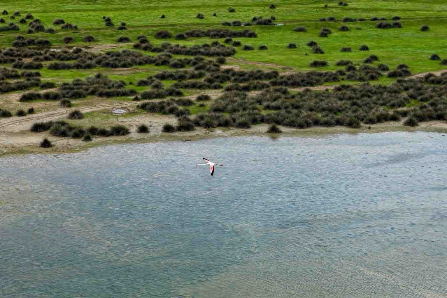 Kızılırmak Deltası Kuş Cenneti’nde bahar coşkusu
