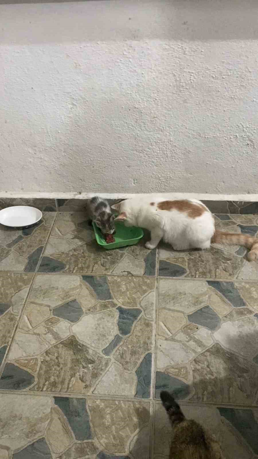 Klima motoruna sıkışan yavru kedi kurtarıldı
