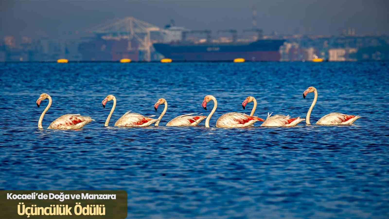 Kocaeli, turist gözüyle objektiflere taşındı
Kocaeli, turist gözüyle objektiflere taşındı