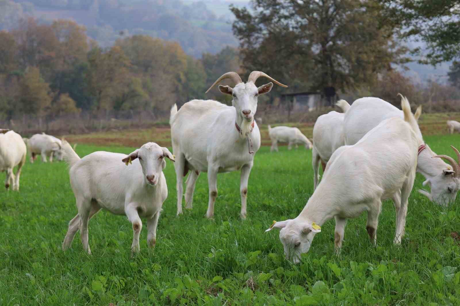 Kocaeli’de çiftçinin yüzünü güldüren destekler rakamlara yansıdı
