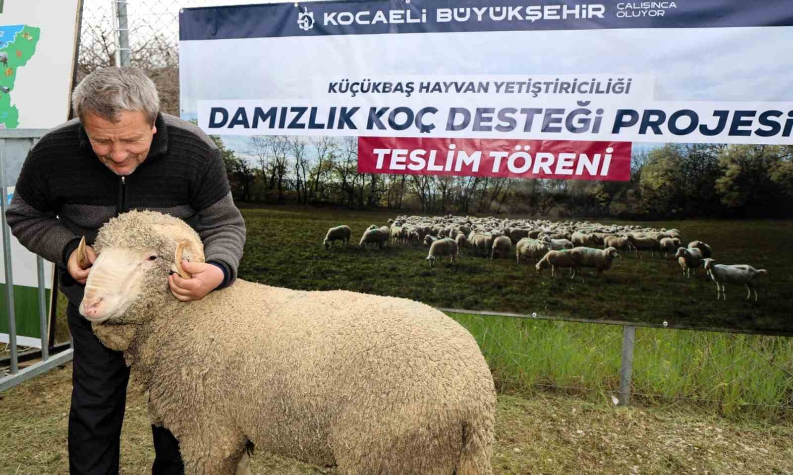 Kocaeli’de hayvancılığa "damızlık" dopingi
