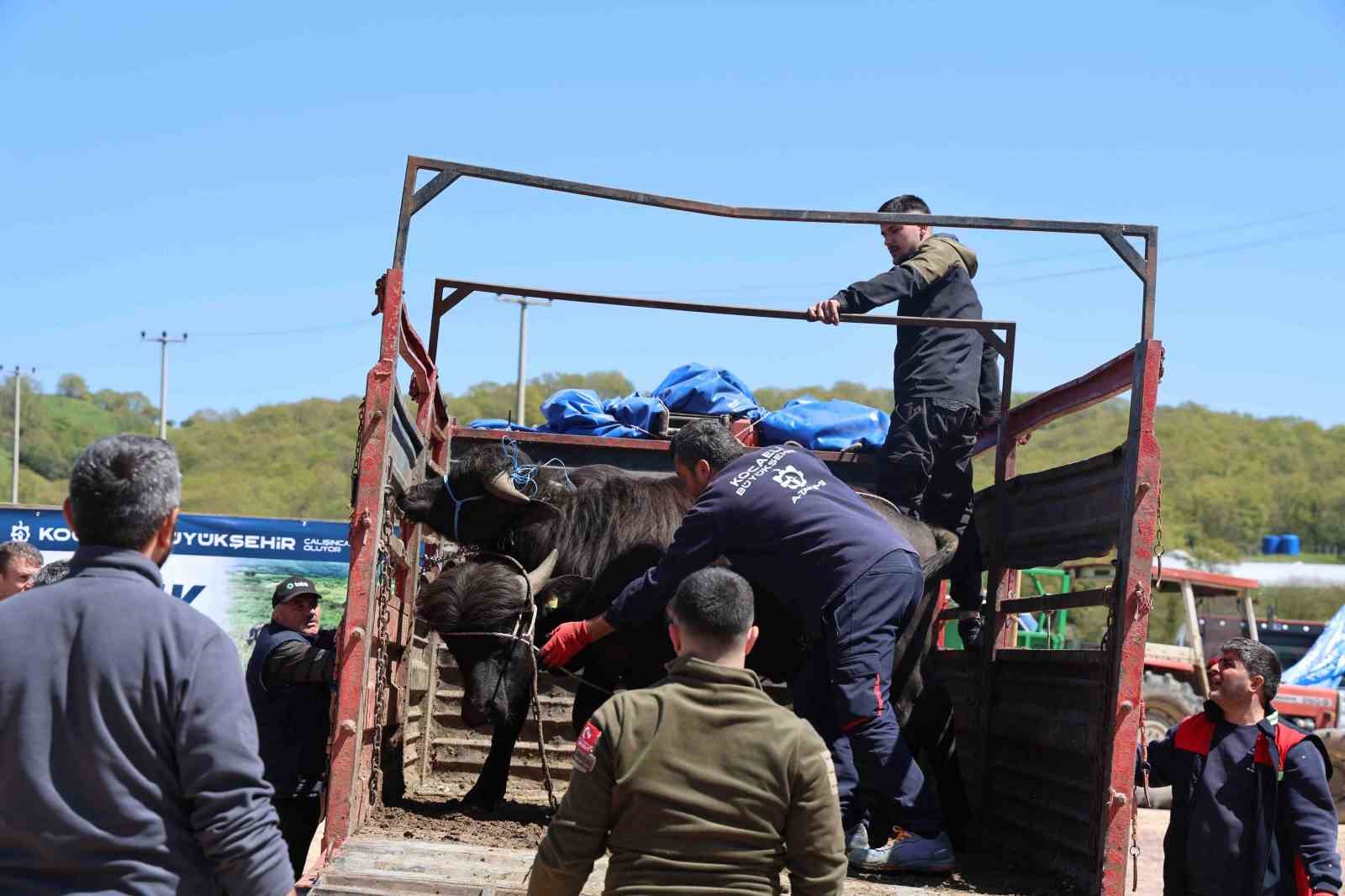 Kocaeli’deki manda yetiştiricilerine 3,4 milyon liralık destek
