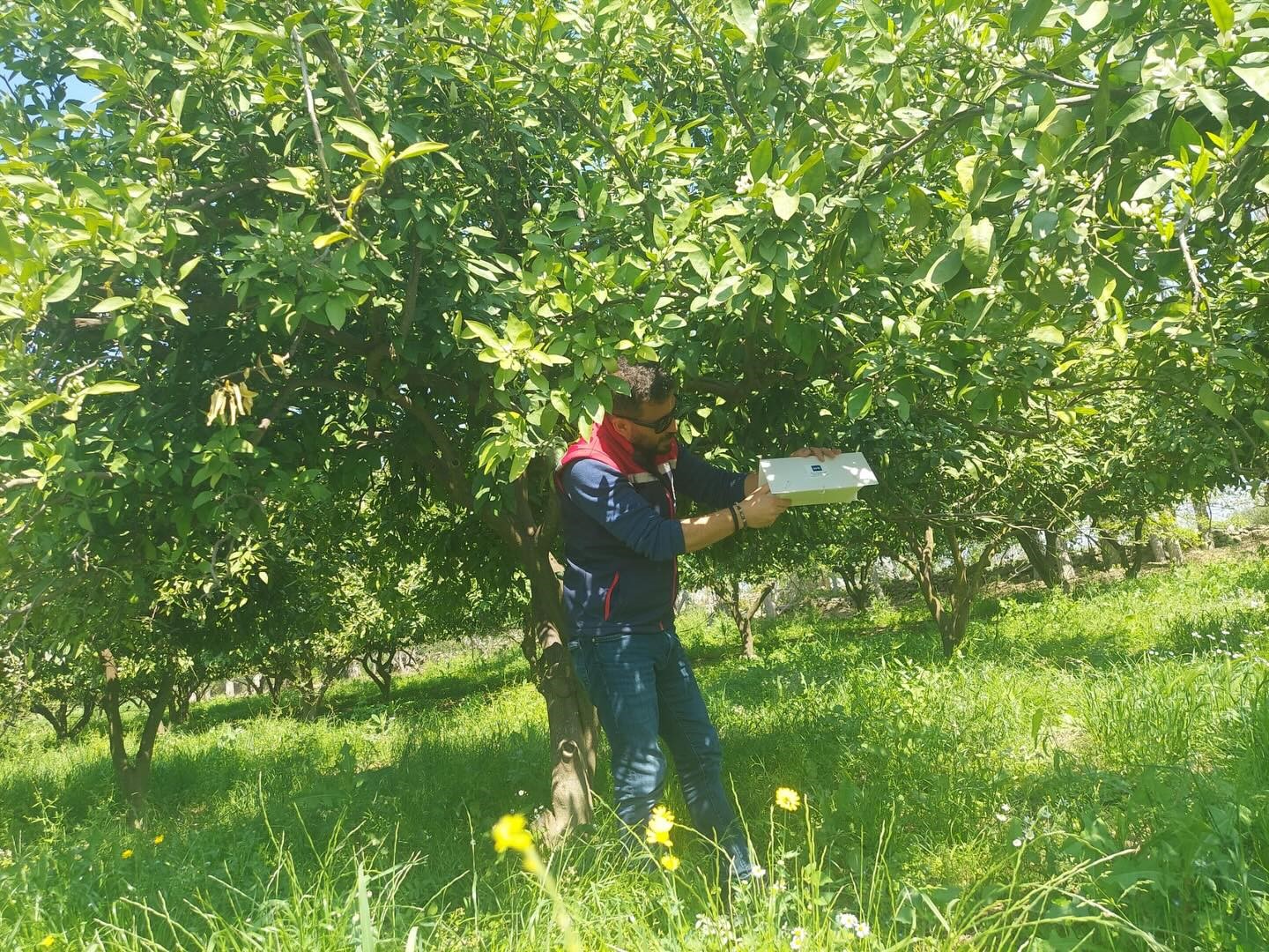 Koçarlı’da Akdeniz meyve sineğine karşı tuzaklı takip sürüyor
