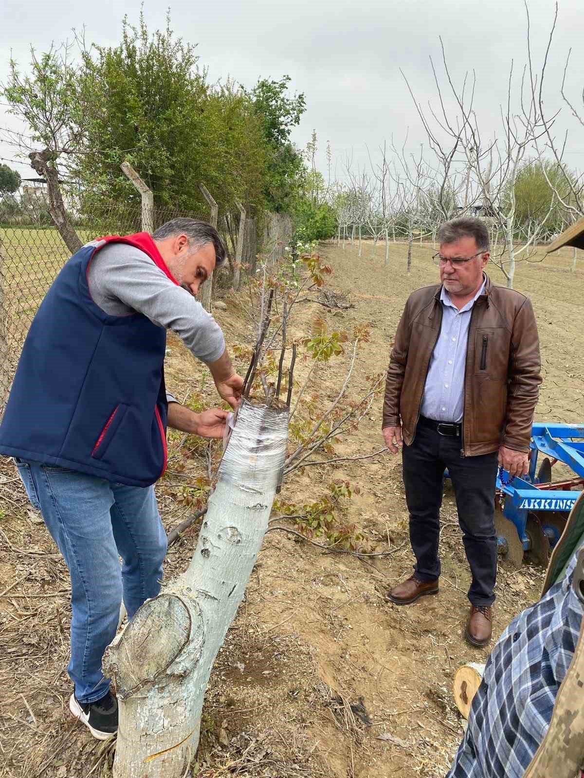 Koçarlı’da üreticilere "Cevizde Aşılama" eğitimi verilecek
