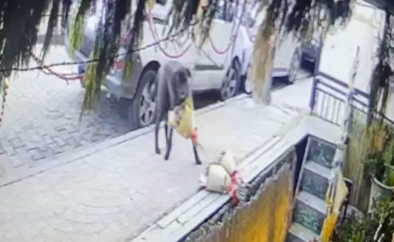 Kokina hırsızı sevimli köpek kameraya yakalandı
