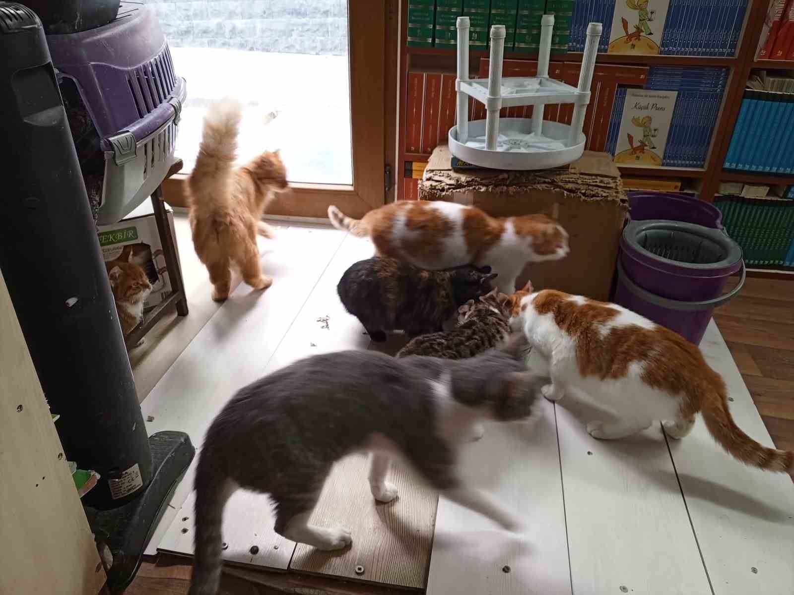 Konteynerde hayata tutunan sahaf, sokak kedilerini yalnız bırakmadı
