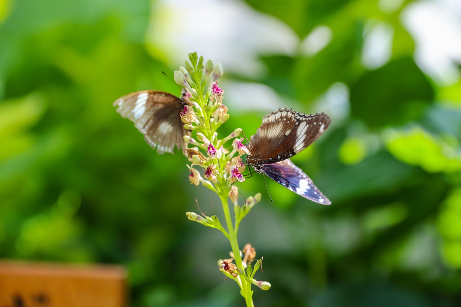 Konya Tropikal Kelebek Bahçesi 2025’te 603 bin, toplamda 4 milyon 136 bin 888 ziyaretçiyi ağırladı
Konya Tropikal Kelebek Bahçesi 2025’te 603 bin, toplamda 4 milyon 136 bin 888 ziyaretçiyi ağırladı