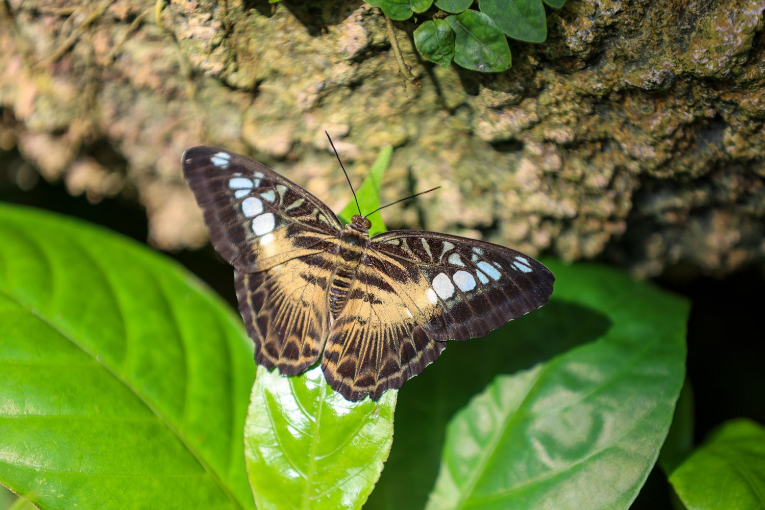 Konya Tropikal Kelebek Bahçesi 2025’te 603 bin, toplamda 4 milyon 136 bin 888 ziyaretçiyi ağırladı
Konya Tropikal Kelebek Bahçesi 2025’te 603 bin, toplamda 4 milyon 136 bin 888 ziyaretçiyi ağırladı