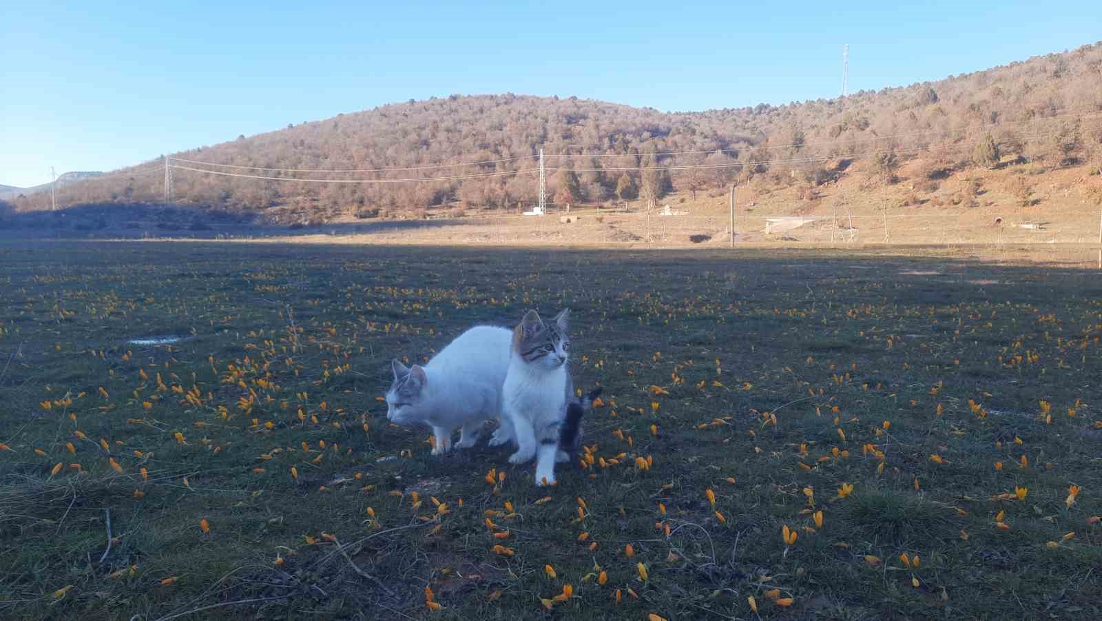 Konya’da aç kalan kediler için 30 kilometre yol gitti

