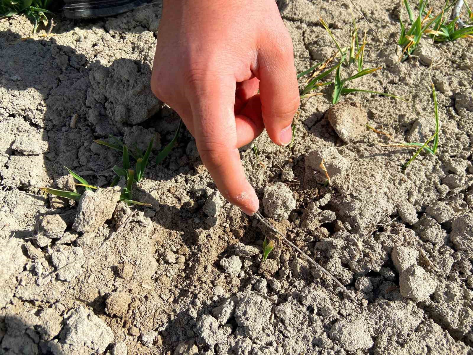 Konya’da yağışlar hububata umut oldu
