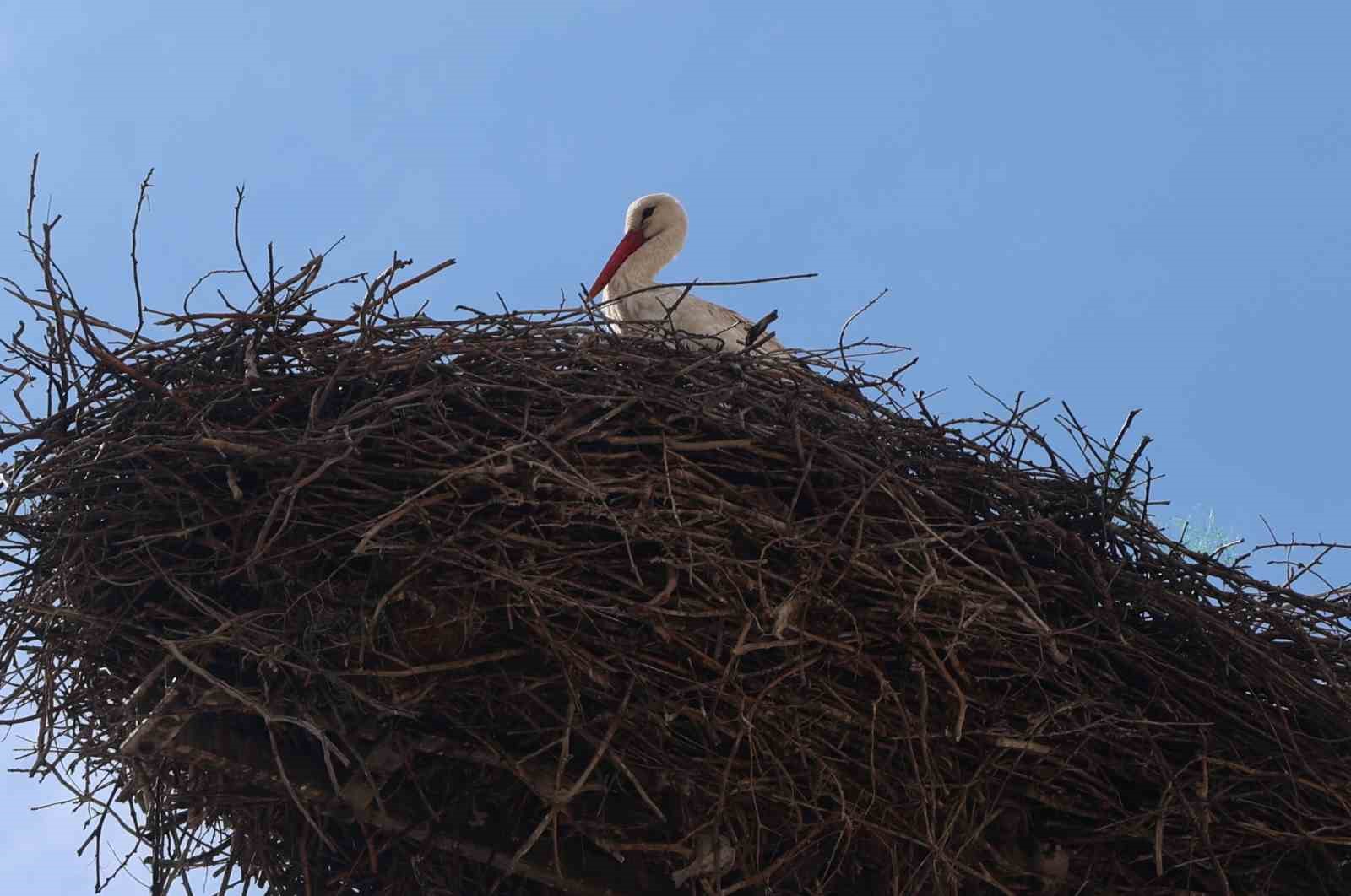 Konya’nın leylekleri direkteki yuvalarına geldi
